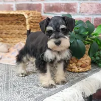 AKC Gus, a male Miniature Schnauzer for sale in Syracuse, IN – Photo 5 of 10