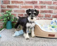 AKC Gus, a male Miniature Schnauzer for sale in Syracuse, IN – Photo 3 of 10