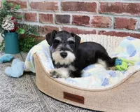 AKC Gus, a male Miniature Schnauzer for sale in Syracuse, IN – Photo 2 of 10
