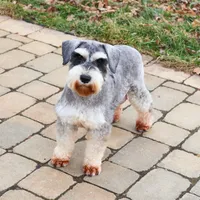 AKC Gus, a male Miniature Schnauzer for sale in Syracuse, IN – Photo 9 of 10