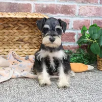 AKC Gus, a male Miniature Schnauzer for sale in Syracuse, IN – Photo 8 of 10