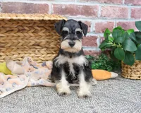 AKC Gus, a male Miniature Schnauzer for sale in Syracuse, IN – Photo 5 of 8