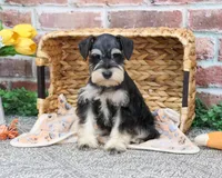 AKC Gus, a male Miniature Schnauzer for sale in Syracuse, IN – Photo 4 of 8