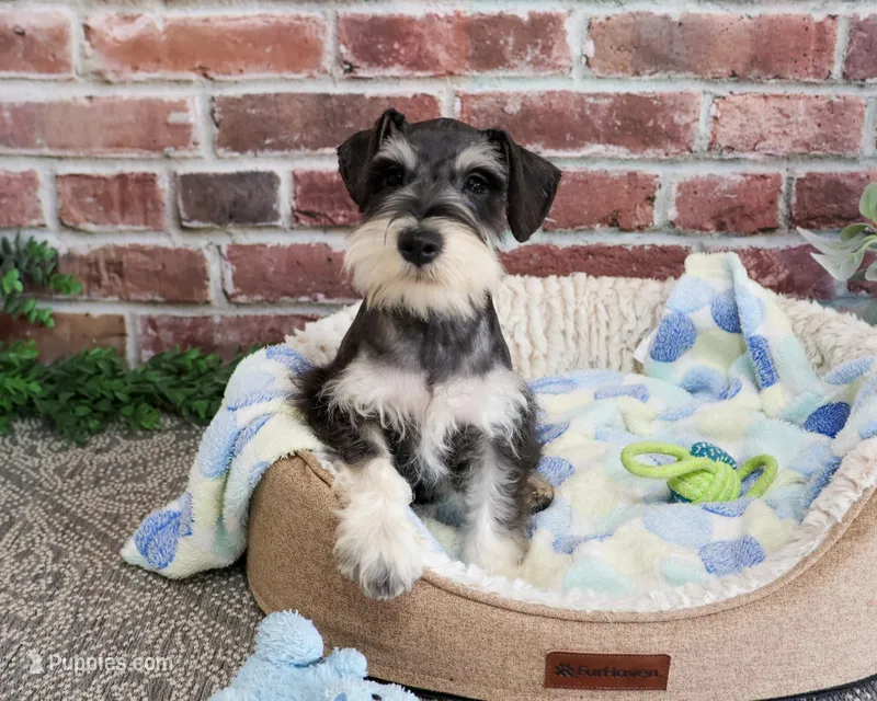 AKC Gus – Miniature Schnauzer puppy for sale in Syracuse, IN