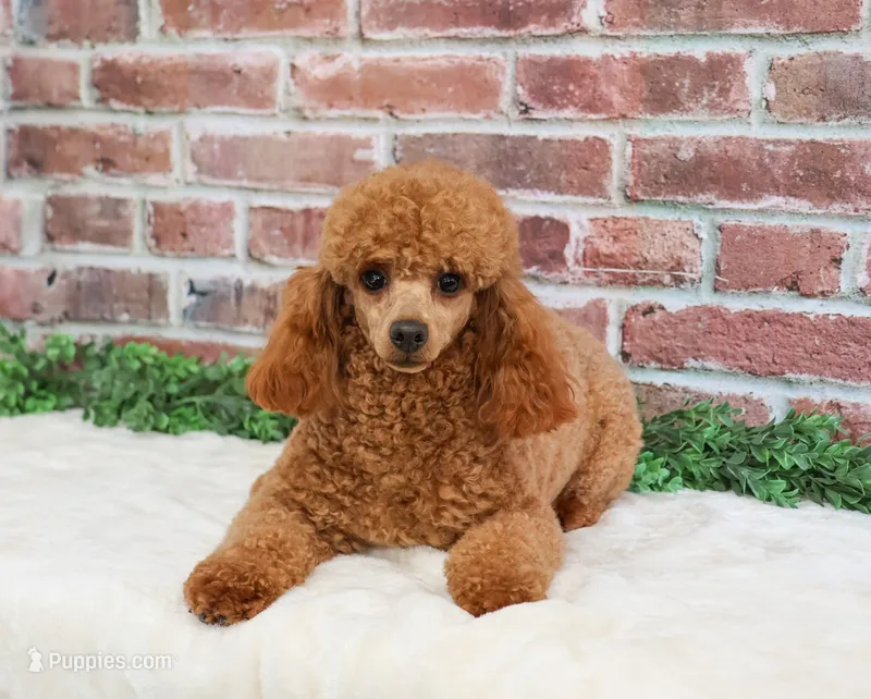 Bella – Poodle - Miniature  puppy for sale in Syracuse, IN