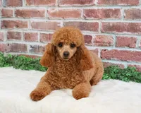 Bella, a female Poodle - Miniature  for sale in Syracuse, IN – 1 of 2