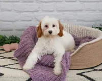 F1 Emerald, a female Cavapoo for sale in Syracuse, IN – 4 of 10