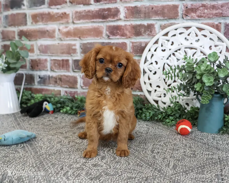 AKC Digger – Cavalier King Charles Spaniel puppy for sale in Syracuse, IN