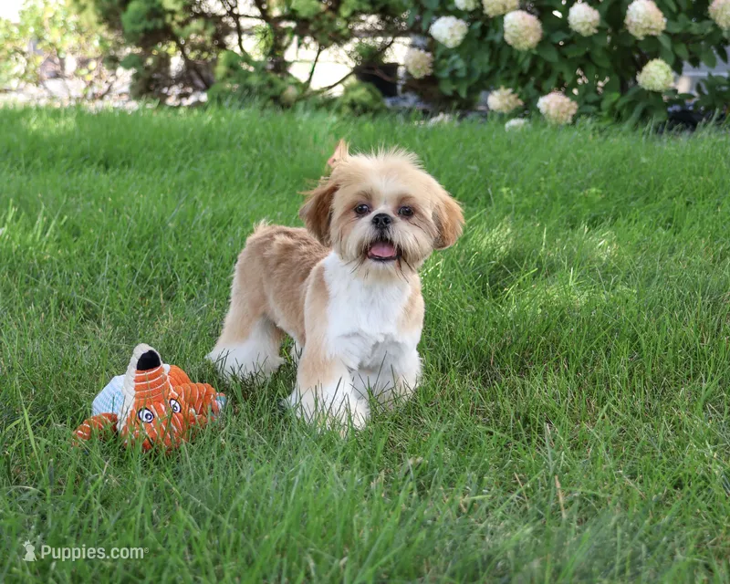 AKC Flash  – Shih Tzu puppy for sale in Syracuse, IN