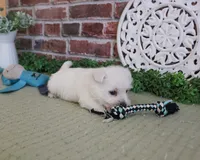 AKC Wallace , a male West Highland White Terrier for sale in Syracuse, IN – 7 of 7