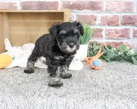AKC Thornton, a male Miniature Schnauzer for sale in Syracuse, IN – 4 of 5