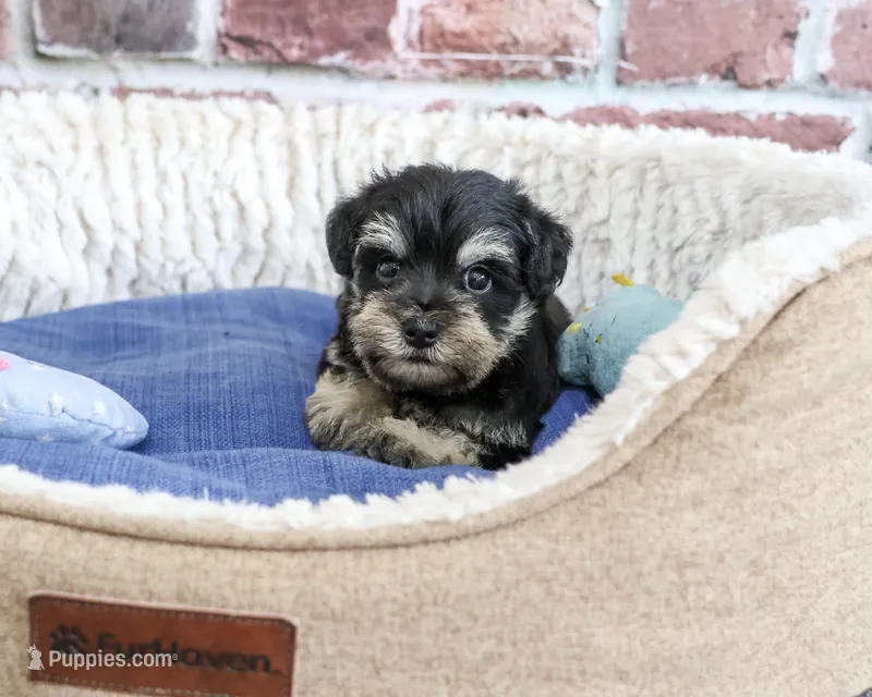 AKC Julius – Miniature Schnauzer puppy for sale in Syracuse, IN