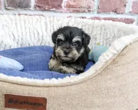 AKC Julius, a male Miniature Schnauzer for sale in Syracuse, IN – 1 of 5