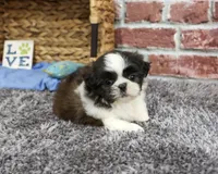 AKC Abel, a male Shih Tzu for sale in Syracuse, IN – 3 of 6