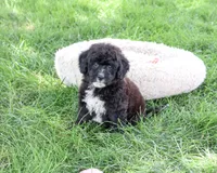 F1B Wrenly, a female Saint Berdoodle for sale in Syracuse, IN – 3 of 5
