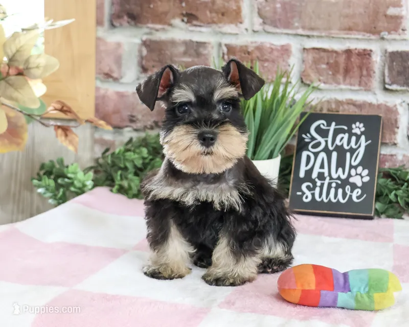 AKC Crystal – Miniature Schnauzer puppy for sale in Syracuse, IN