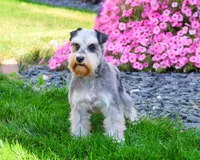 Sophie, a female Miniature Schnauzer for sale in Syracuse, IN – 2 of 3