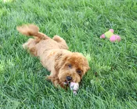 F1B Amore, a female Cavapoo for sale in Syracuse, IN – 3 of 10