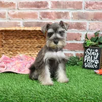 AKC Doris, a female Miniature Schnauzer for sale in Syracuse, IN – Photo 4 of 10