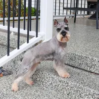 AKC Doris, a female Miniature Schnauzer for sale in Syracuse, IN – Photo 10 of 10