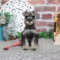 AKC Doris, a female Miniature Schnauzer for sale in Syracuse, IN – Photo 6 of 10