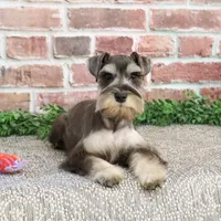 AKC Doris, a female Miniature Schnauzer for sale in Syracuse, IN – Photo 1 of 10