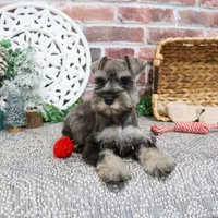 AKC Doris, a female Miniature Schnauzer for sale in Syracuse, IN – Photo 7 of 10