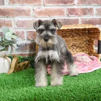 AKC Doris, a female Miniature Schnauzer for sale in Syracuse, IN – Photo 5 of 10