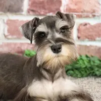 AKC Doris, a female Miniature Schnauzer for sale in Syracuse, IN – Photo 3 of 10