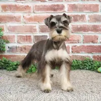 AKC Doris, a female Miniature Schnauzer for sale in Syracuse, IN – Photo 2 of 10