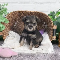 AKC Doris, a female Miniature Schnauzer for sale in Syracuse, IN – Photo 8 of 10