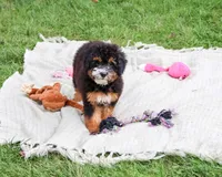 F1B Willow, a female Saint Berdoodle for sale in Syracuse, IN – 2 of 10
