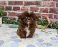AKC Diego, a male Shih Tzu for sale in Syracuse, IN – 2 of 5
