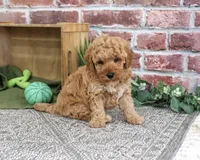 F1B Benny, a male Goldendoodle for sale in Syracuse, IN – 3 of 4