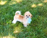 AKC Theon , a male Shih Tzu for sale in Syracuse, IN – 4 of 10