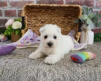 AKC Delight, a female West Highland White Terrier for sale in Syracuse, IN – 3 of 6