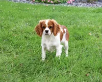 AKC Keanu , a male Cavalier King Charles Spaniel for sale in Syracuse, IN – 2 of 10