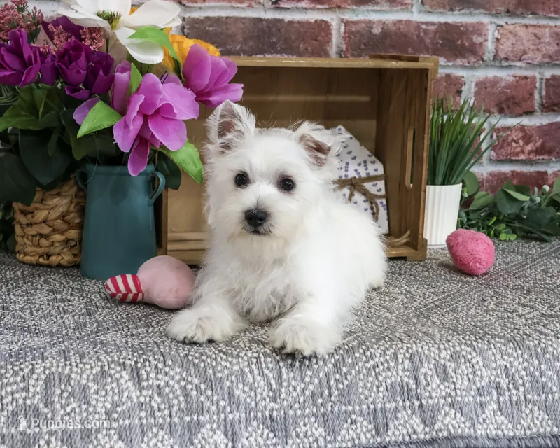 AKC Delight – West Highland White Terrier puppy for sale in Syracuse, IN