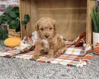 AKC Atlas, a male Poodle - Miniature  for sale in Syracuse, IN – 3 of 4