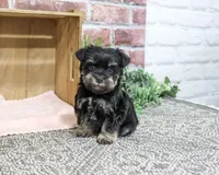 AKC Davina, a female Miniature Schnauzer for sale in Syracuse, IN – 6 of 6