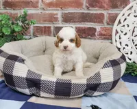 F1B Biscuit, a male Cavapoo for sale in Syracuse, IN – 5 of 5