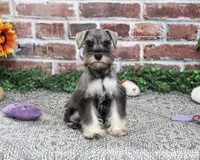 AKC Draya, a female Miniature Schnauzer for sale in Syracuse, IN – 3 of 5