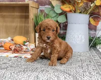 AKC Apollo, a male Poodle - Miniature  for sale in Syracuse, IN – 3 of 5