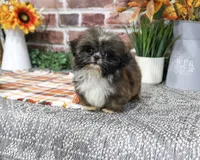 AKC Hayes, a male Shih Tzu for sale in Syracuse, IN – 3 of 9
