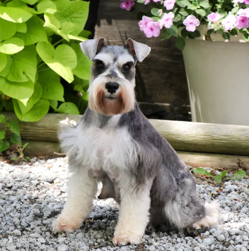 Zoe – Miniature Schnauzer puppy for sale in Syracuse, IN