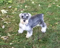 AKC Roosevelt, a male Miniature Schnauzer for sale in Syracuse, IN – 2 of 6