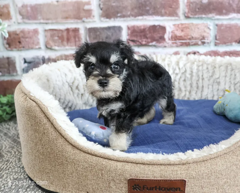 AKC Jacob – Miniature Schnauzer puppy for sale in Syracuse, IN