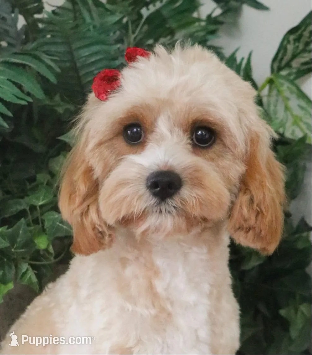 F1B Noelle , a female Cavapoo for sale in Syracuse, IN – 6 of 7