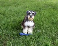 AKC Champ, a male Miniature Schnauzer for sale in Syracuse, IN – 5 of 5