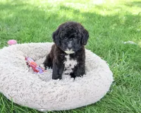 F1B Wrenly, a female Saint Berdoodle for sale in Syracuse, IN – 4 of 5